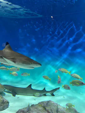 アクアワールド茨城県大洗水族館に投稿された画像（2026/3/9）