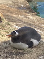 那須どうぶつ王国に投稿された画像（2026/3/9）