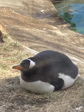 那須どうぶつ王国に投稿された画像（2026/3/9）