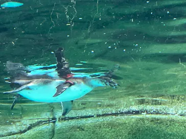 天王寺動物園に投稿された画像（2026/3/9）
