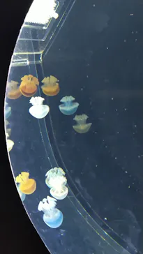 仙台うみの杜水族館に投稿された画像（2026/3/9）
