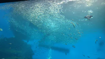仙台うみの杜水族館に投稿された画像（2026/3/9）