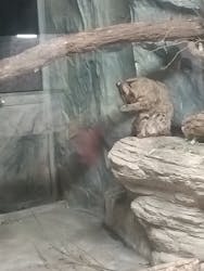 那須どうぶつ王国に投稿された画像（2026/3/9）