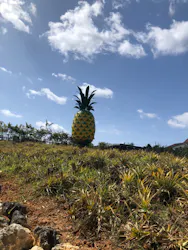 ナゴパイナップルパークに投稿された画像（2026/3/9）