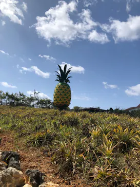 ナゴパイナップルパークに投稿された画像（2026/3/9）