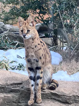 那須どうぶつ王国に投稿された画像（2026/3/9）
