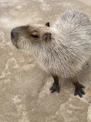 AQUARIUM × ART　atoa×神戸どうぶつ王国に投稿された画像（2026/3/10）