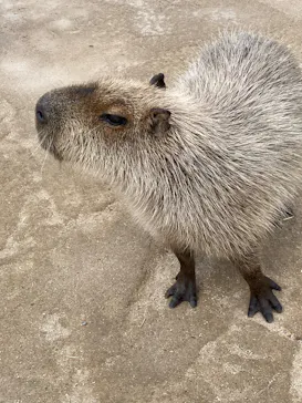 AQUARIUM × ART　atoa×神戸どうぶつ王国に投稿された画像（2026/3/10）