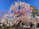 偕楽園本園に投稿された画像（2026/3/10）