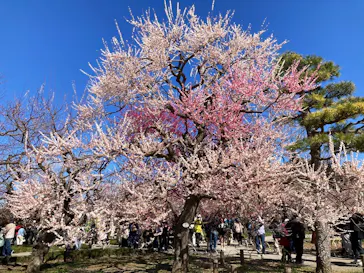 偕楽園本園に投稿された画像（2026/3/10）
