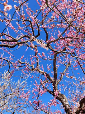 偕楽園本園に投稿された画像（2026/3/10）