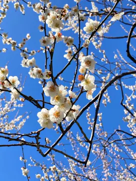 偕楽園本園に投稿された画像（2026/3/10）