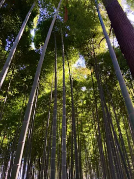 偕楽園本園に投稿された画像（2026/3/10）
