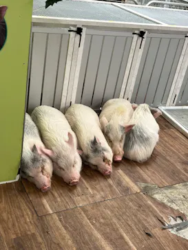 アニタッチ 東京ドームシティに投稿された画像（2026/3/10）