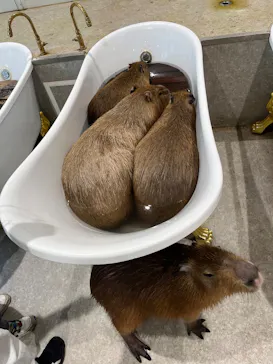 アニタッチ 東京ドームシティに投稿された画像（2026/3/10）