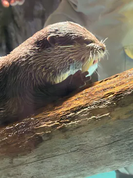 竹島水族館に投稿された画像（2026/3/10）