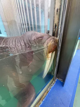 ゼロ距離水族館 伊勢シーパラダイスに投稿された画像（2026/3/10）