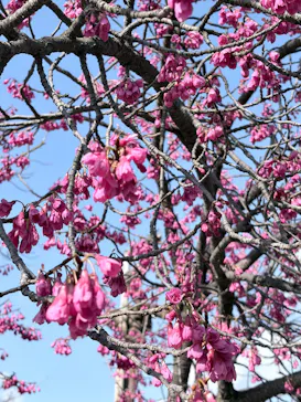 元離宮二条城に投稿された画像（2026/3/10）