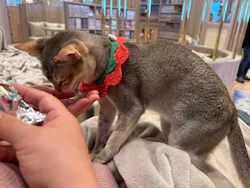 猫カフェモカ　イオンモール羽生店に投稿された画像（2026/3/10）