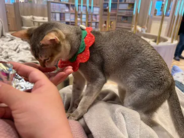 猫カフェモカ　イオンモール羽生店に投稿された画像（2026/3/10）