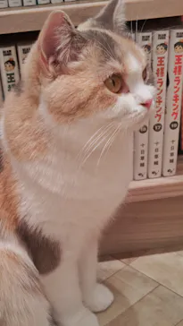 猫カフェモカ　イオンモール羽生店に投稿された画像（2026/3/10）