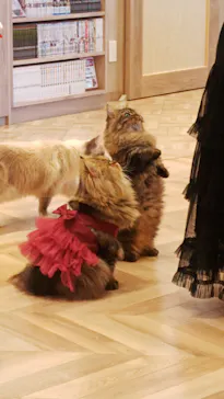 猫カフェモカ　イオンモール羽生店に投稿された画像（2026/3/10）