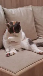 猫カフェモカ　イオンモール羽生店に投稿された画像（2026/3/10）