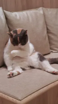 猫カフェモカ　イオンモール羽生店に投稿された画像（2026/3/10）