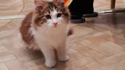 猫カフェモカ　イオンモール羽生店に投稿された画像（2026/3/10）