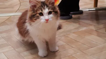 猫カフェモカ　イオンモール羽生店に投稿された画像（2026/3/10）