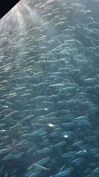 名古屋港水族館に投稿された画像（2026/3/10）