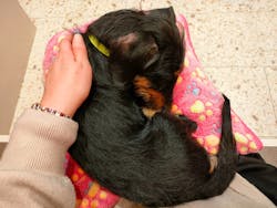 いぬカフェRio 京都店に投稿された画像（2026/3/10）