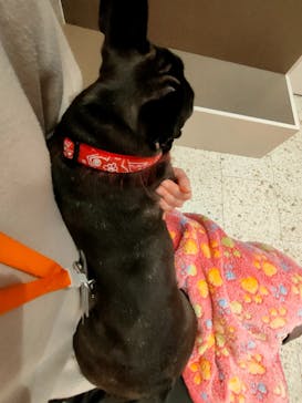 いぬカフェRio 京都店に投稿された画像（2026/3/10）