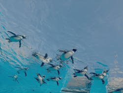 サンシャイン水族館に投稿された画像（2026/3/10）