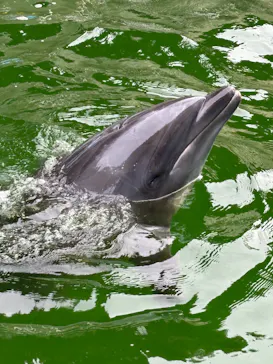 鳥羽湾めぐりとイルカ島に投稿された画像（2026/3/10）