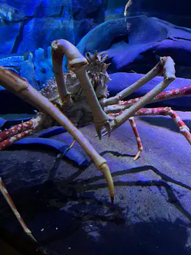 竹島水族館に投稿された画像（2026/3/10）