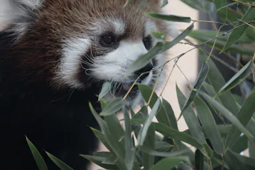 名古屋市東山動植物園に投稿された画像（2026/3/10）