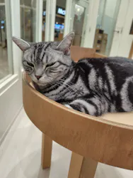 Cat Café MOFF イオンモールナゴヤドーム前店に投稿された画像（2026/3/10）