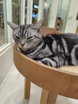 Cat Café MOFF イオンモールナゴヤドーム前店に投稿された画像（2026/3/10）