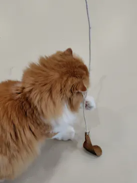 Cat Café MOFF イオンモールナゴヤドーム前店に投稿された画像（2026/3/10）