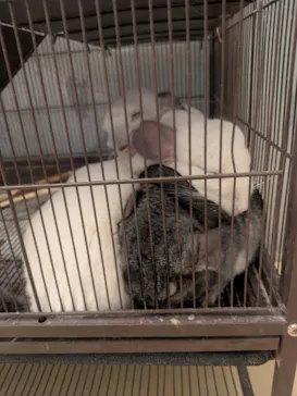 Moff animal cafe イオンモール幕張新都心店に投稿された画像（2026/3/10）