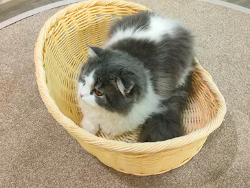 猫カフェモカ 京都河原町店に投稿された画像（2026/3/10）