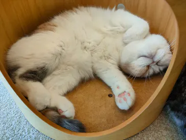 猫カフェモカ 京都河原町店に投稿された画像（2026/3/10）