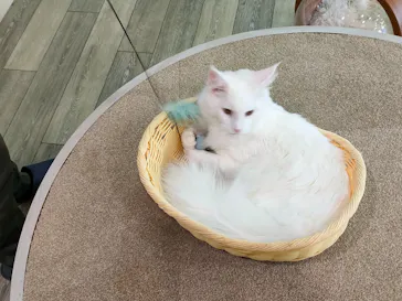 猫カフェモカ 京都河原町店に投稿された画像（2026/3/10）