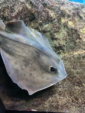 新江ノ島水族館に投稿された画像（2026/3/10）