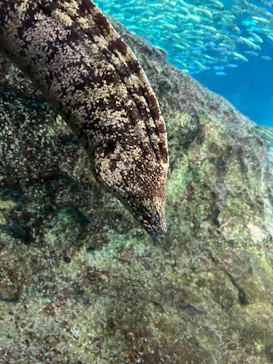 新江ノ島水族館に投稿された画像（2026/3/10）
