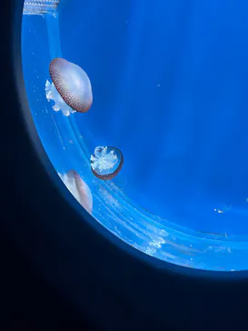 新江ノ島水族館に投稿された画像（2026/3/10）