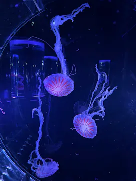 マクセル アクアパーク品川に投稿された画像（2026/3/10）