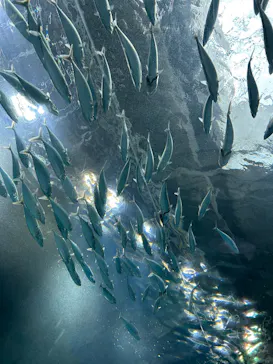 マクセル アクアパーク品川に投稿された画像（2026/3/10）