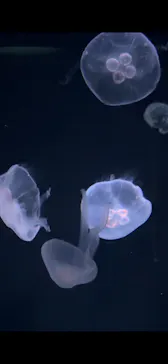 サンシャイン水族館に投稿された画像（2026/3/10）
